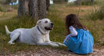 Come vendere un cane rispettando la legge