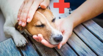 Questo è un chiaro sintomo di problemi ai reni che non vanno trascurati: osserva bene il tuo cane