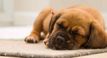 Il significato delle posizioni del cane quando dorme