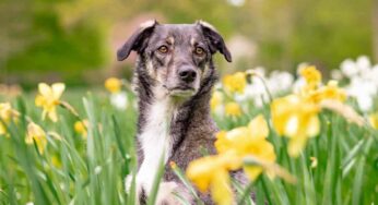 Cosa può succedere se il cane mangia la Cycas