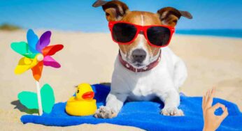 Portarlo in vacanza o lasciarlo in pensione: cos’è meglio per il cane