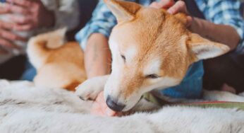 Perché il cane si lecca sempre la zampa