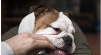 Perché il cane morde le mani quando lo accarezzi
