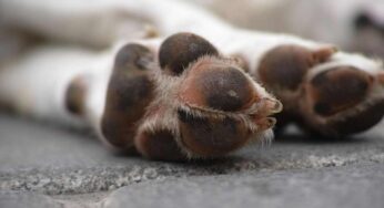 Come affrontare la morte del cane o del gatto