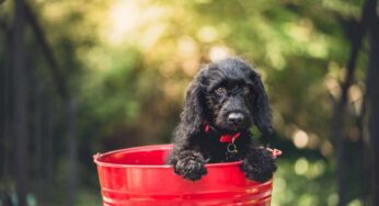 Cane che si gratta continuamente (senza pulci), fai molta attenzione: ecco cosa può significare