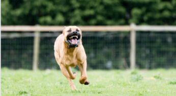 Come capire se un cane è pericoloso