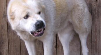 Cosa fare se il cane ringhia al padrone