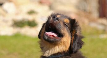 Sembra che il cane stia affogando, ma non è così: ecco di cosa si tratta e come si può aiutarlo