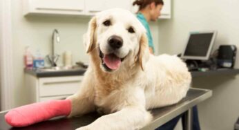 Come aiutare un cane dopo un intervento chirurgico
