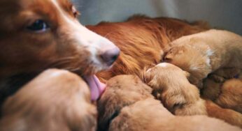Cosa fare con i cuccioli di cane appena nati: errori da evitare e come aiutare sia loro che la mamma