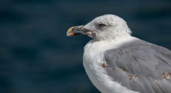 I gabbiani sono pericolosi?