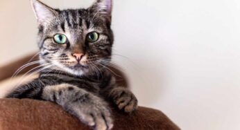 Perché il gatto fa pipì ovunque