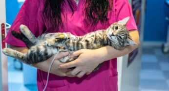 Quali sono le malattie più letali per i gatti