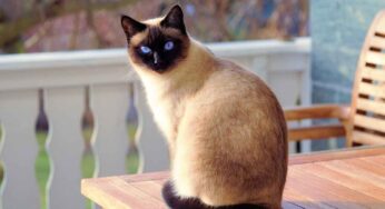 Lasci spesso il gatto da solo a casa? Allora devi assolutamente sapere questo