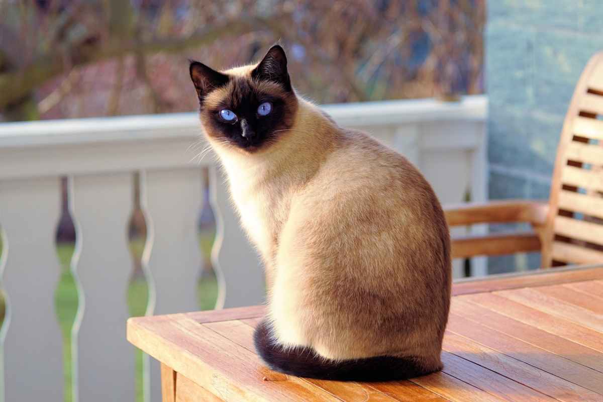gatto solo in casa