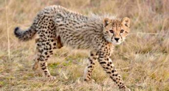 No, non è il ghepardo l’animale più veloce al mondo: il primo posto va ad un altro esemplare