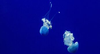 Il gesto da evitare assolutamente quando si viene punti da una medusa: conseguenze da non sottovalutare