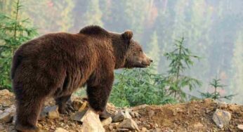 Cosa fare se si incontra un orso sul sentiero: mantenere la calma non basta, ecco tutte le regole precise
