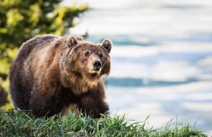 Orso bruno in montagna
