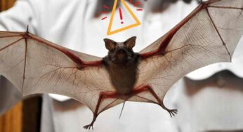Pipistrelli che volano sempre più vicini ai balconi: come tenerli abbastanza lontani