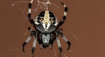 Come riconoscere il ragno violino: se noti questi dettagli, è proprio lui