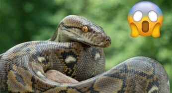 Scena da film horror: serpente che mangia un essere umano, ma può davvero succedere?