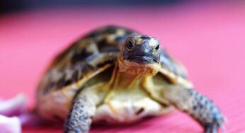 Quanti anni ha la tua tartaruga: ecco i dettagli che te lo fanno capire in 3 secondi