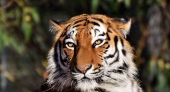 Tigre? Lupo? Orso? No, l’animale più feroce al mondo è questo