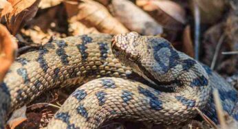 Non farsi prendere dal panico, ma agire tempestivamente: ecco cosa succede se una vipera morde il cane