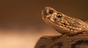 “E se un serpente dovessi mordermi?”: ecco cosa può succedere davvero