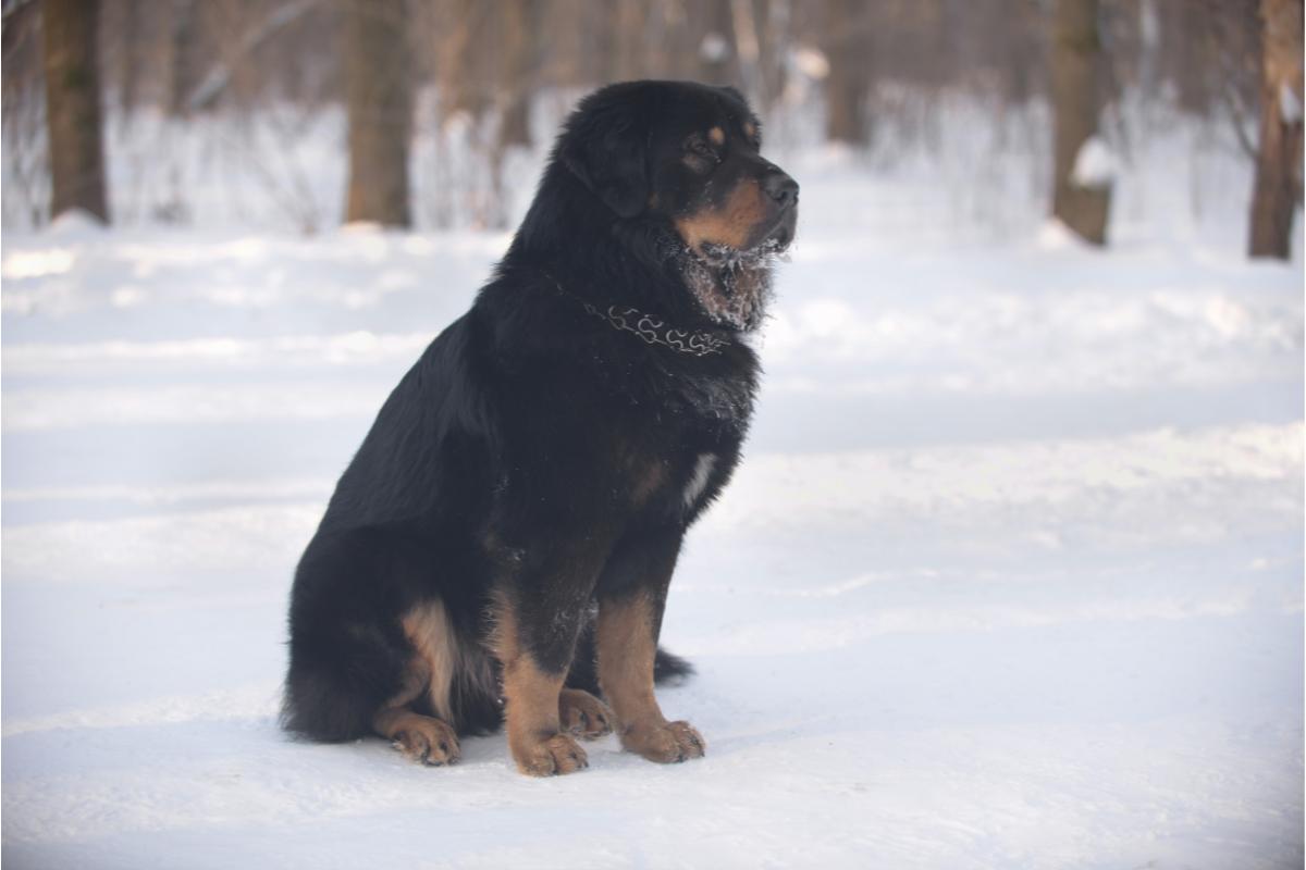 La classifica delle razze di cani più costose al mondo
