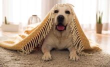 Le zanzare possono trasmettere un parassita pericoloso ai cani