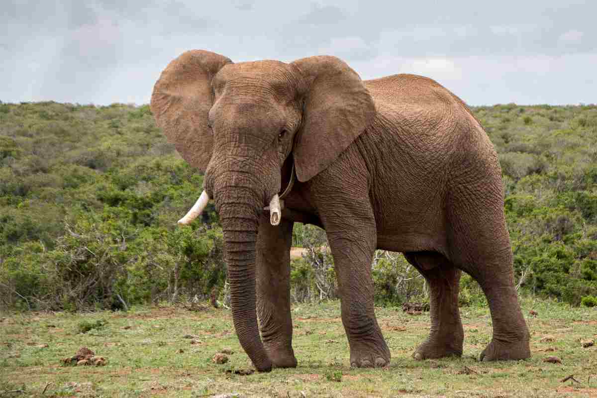 La classifica degli animali più forti del mondo