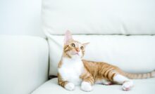 Come capire se il gatto ha preso le pulci: i segnali