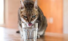 I gatti soffrono il caldo: come proteggerli durante l'estate