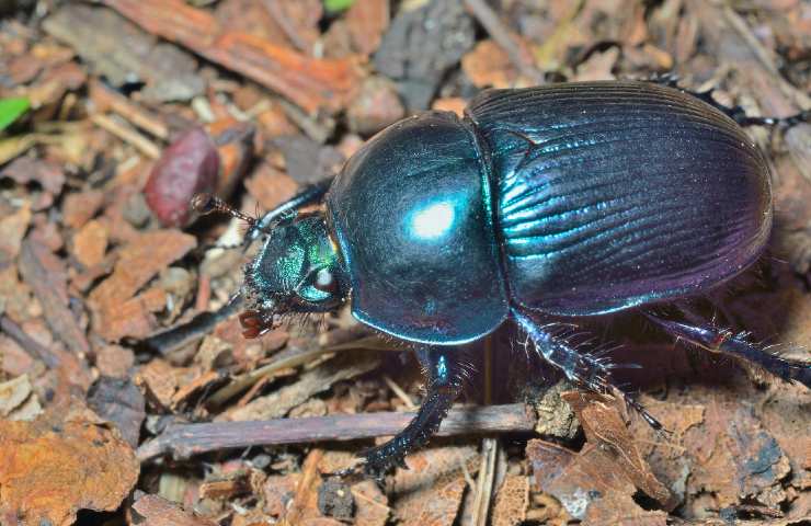 Gli animali più forti del mondo: la classifica