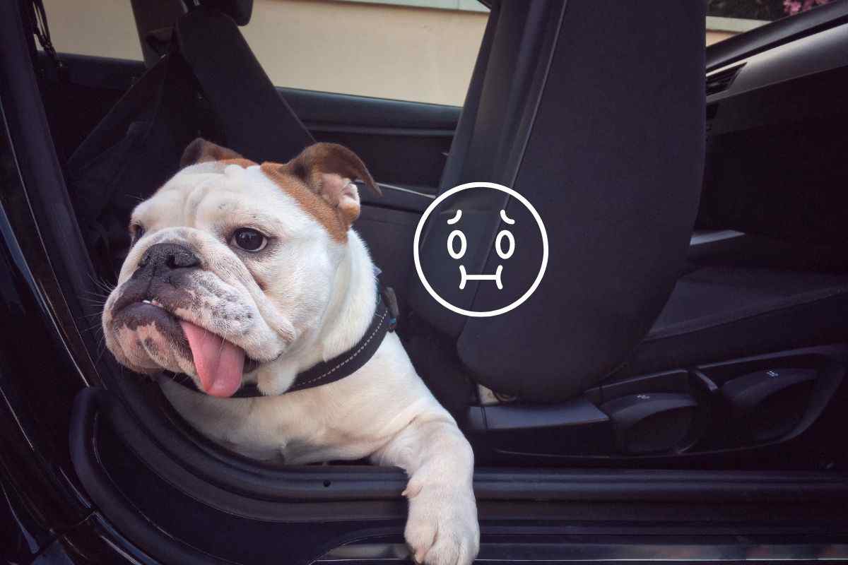 cane mal d'auto