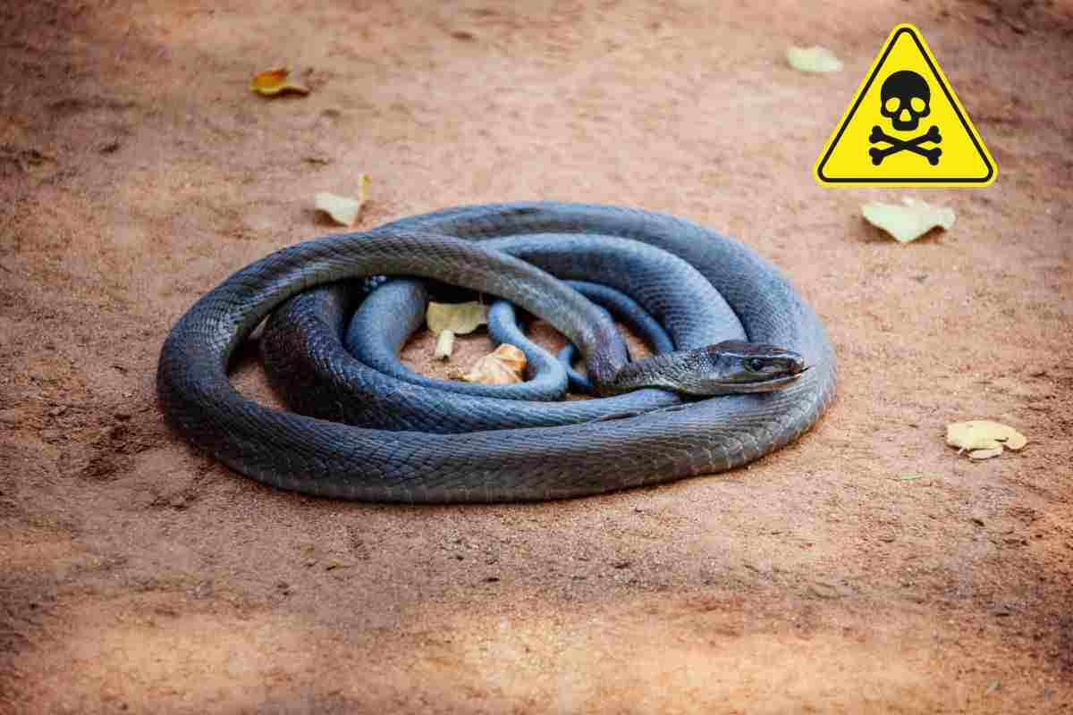 animali più velenosi al mondo