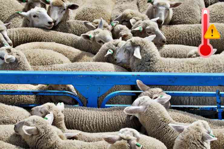trasporto animali al caldo