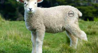 Nato il primo agnello geneticamente modificato: “Così aiuterà la ricerca”