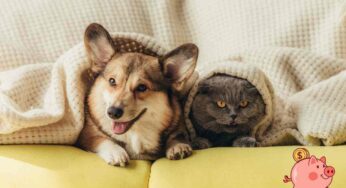 Questi consigli preziosissimi possono farti risparmiare un mucchio di soldi nelle spese per gli animali domestici