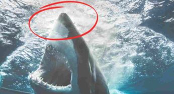 Un colpo sul naso può davvero salvarti la vita in un incontro con uno squalo?