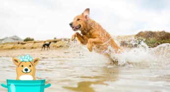Come pulire al meglio il cane dopo una giornata al mare: attenzione alla sabbia e all’acqua salata