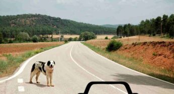 Cani abbandonati in estate, drammatico aumento dal 2023: +8,6%, oltre 85mila cani