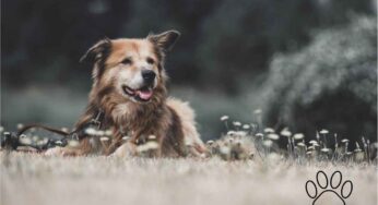 “Il mio cane è anziano”: da che età lo puoi dire? Facciamo chiarezza