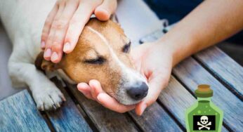 Boccone avvelenato, come puoi provare a salvare la vita al tuo cane (prima di arrivare dal veterinario)