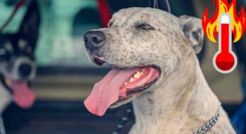 Come accorgersi del colpo di calore nei cani: intervieni subito quando vedi che fa questo