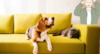 Come proteggere i divani e le poltrone di casa da cani e gatti