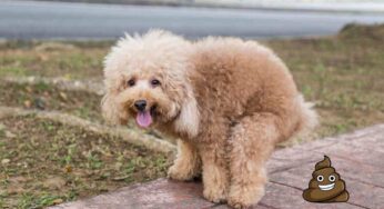 Escrementi del cane non raccolti, cosa si rischia? Attenzione a questi casi