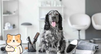 Stripping al pelo del cane, come funziona e qual è il momento migliore per farlo